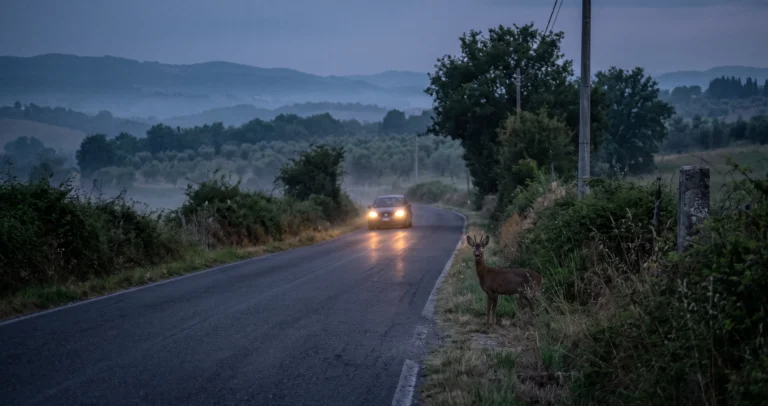 Cambio dell’ora e animali selvatici in strada: come guidare in sicurezza al crepuscolo