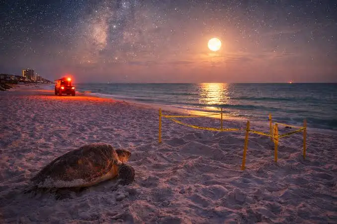 femmina adulta di Caretta caretta sulla spiaggia italiana al crepuscolo, ripresa a distanza, mare sullo sfondo e ambiente naturale senza persone intorno]