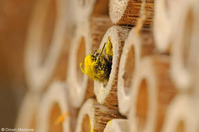 Api solitarie in giardino: come riconoscerle e costruire un hotel per insetti