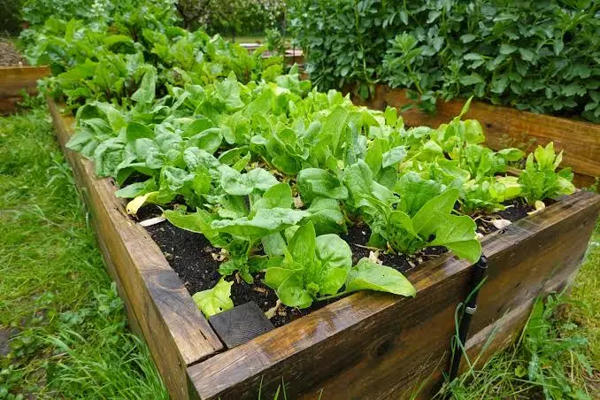 orto italiano ordinato in ottobre con file appena seminate, spicchi d'aglio, fave, piselli, spinaci e valeriana, foglie autunnali ai margini e piccoli cartellini delle colture]